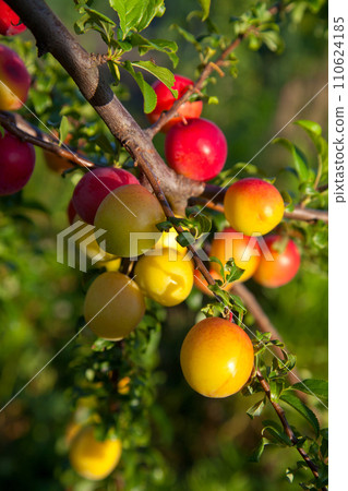 Ripe cherry plum berries in the garden on a tree. Growing cherry plums in a orchard.. Ripe cherry plum berries in the garden on a tree. Growing cherry plums in a orchard.. 110624185
