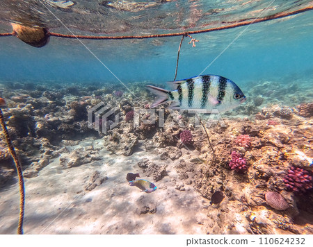 Scissortail Sergeant (Abudefduf sexfasciatus) at the Red Sea coral reef.. 110624232
