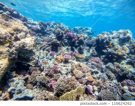 Underwater life of reef with corals and tropical fish. Coral Reef at the Red Sea, Egypt. 110624262