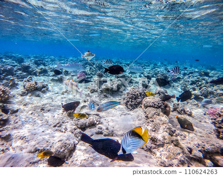 Shoal of differend kinds of the fish - sailfin tang, Longnose Parrotfish, Picasso trigger, Birdmouth wrasse, Klunzinger's wrasse and other tropical fish swimming at the coral reef in the Red Sea, Shoal of differend kinds of the fish - sailfin tang, Longnose Parrotfish, Picasso trigger, Birdmouth wrasse, Klunzinger's wrasse and other tropical fish swimming at the coral reef in the Red Sea, 110624263