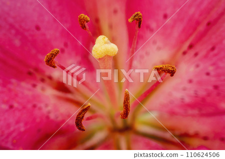 pink lily close up 110624506
