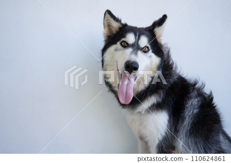 Portrait of cute husky dog Portrait of cute husky dog 110624861