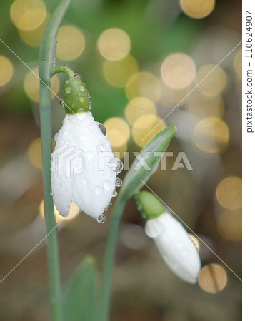 Snow Drops Snow Drops 110624907