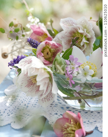 Christmas rose 110625010