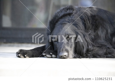 平塗的獵犬 110625231
