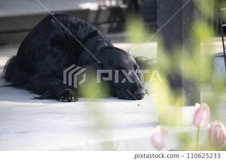 平塗的獵犬 平塗的獵犬 110625233