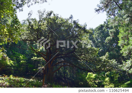 埼玉縣常川町的巨樹西平大岡谷 110625494