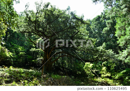 埼玉縣常川町的巨樹西平大岡谷 埼玉縣常川町的巨樹西平大岡谷 110625495