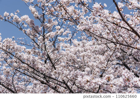 Cherry blossoms in Kyoto Cherry blossoms in Kyoto 110625660