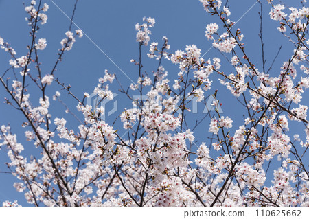 Cherry blossoms in Kyoto Cherry blossoms in Kyoto 110625662