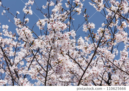 Cherry blossoms in Kyoto Cherry blossoms in Kyoto 110625666