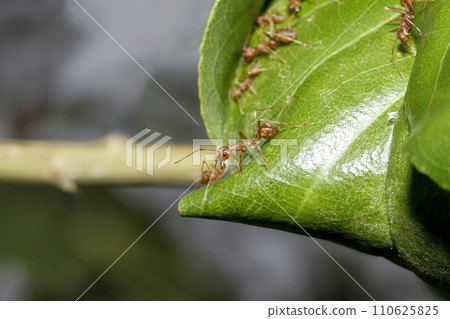 Close up red ant on green leaf in nature garden 110625825