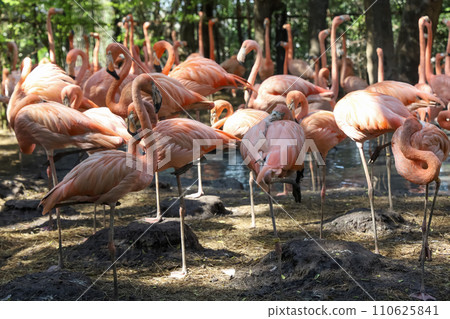 The flamingo is beautiful and cute in garden 110625841