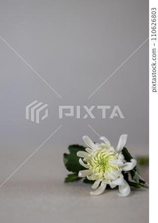 白菊花花 白菊花花 110626803
