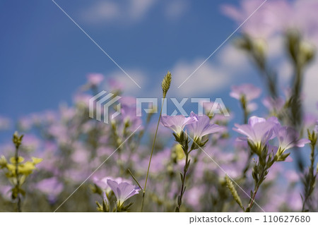 linen field linum usitatissimum. Flax flowers swaying in the wind. Slow motion video 110627680