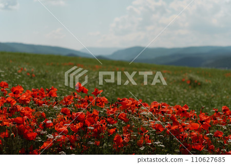 Field blossoming poppies. Poppy field. Field blossoming poppies. Poppy field. 110627685