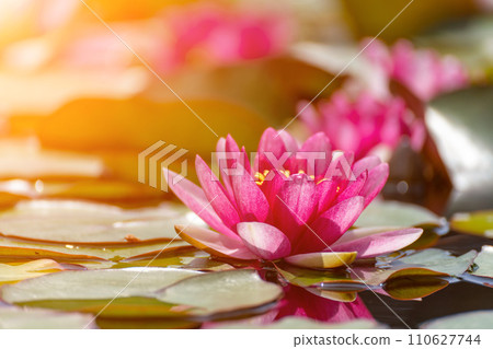 Pink lotus water lily flower in pond, waterlily with green leaves blooming Pink lotus water lily flower in pond, waterlily with green leaves blooming 110627744