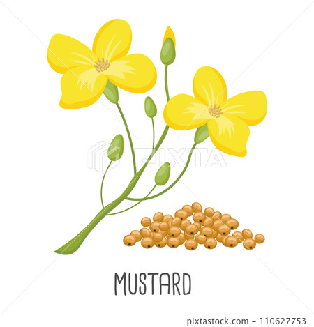 Yellow mustard flowers and mustard seeds on a white background. Agriculture, illustration, vector 110627753