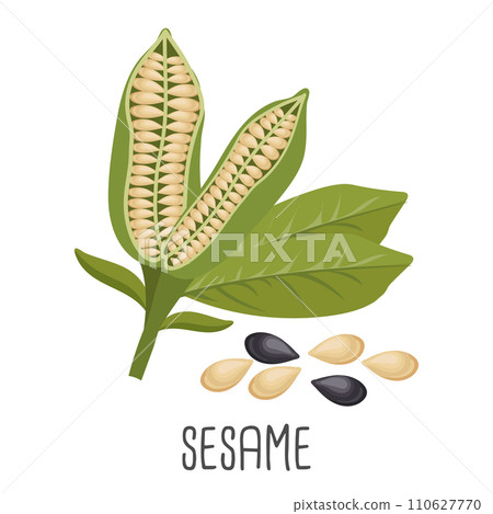 Sesame seeds and sesame plant. Sesame seeds in pods. Food illustration, vector 110627770