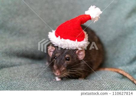 Rat Santa hat. Symbol of the Chinese New Year. Funny black rat Dumbo in a red santa checker on a green background. Rat Santa hat. Symbol of the Chinese New Year. Funny black rat Dumbo in a red santa checker on a green background. 110627814