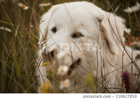 Daisies white dog Maremma Sheepdog in a wreath of daisies sits on a green lawn with wild flowers daisies, walks a pet. Cute photo with a dog in a wreath of daisies. 110627850