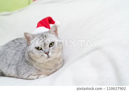 Scottish straight Christmas cat in a red santa hat sleeps on a white blanket. Pets, Christmas stories with pets. 110627902