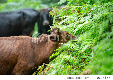 Two bulls are walking and grazing, eating grass, enjoying life. Two bulls are walking and grazing, eating grass, enjoying life. 110628137