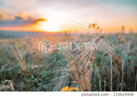 Abstract warm landscape of dry grass meadow on warm golden hour sunset or sunrise time. Tranquil autumn fall nature field background. Soft shallow focus 110628406