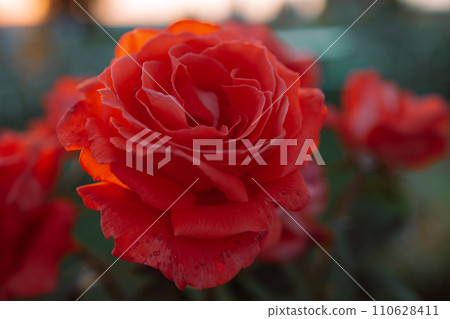 Close-up on a pink rose in the garden and in summer. During sunset or sunrise. 110628411