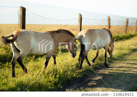 Two horses grazing in a field by a lake in sunshine or sunset 110628421