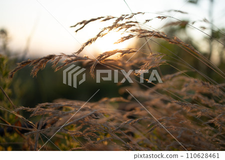 Abstract warm landscape of dry grass meadow on warm golden hour sunset or sunrise time. Tranquil autumn fall nature field background. Soft shallow focus 110628461