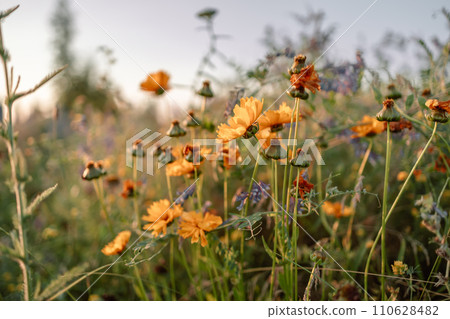meadow yellow flowers in early sunny fresh morning.shallow depth of field. Beautiful autumn nature background 110628482