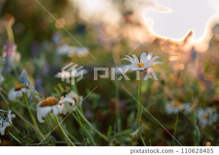 Field chamomiles flowers closeup. Beautiful nature scene with blooming medical chamomiles in sun day. Alternative medicine Spring Daisy. Beautiful meadow. Summer background. 110628485