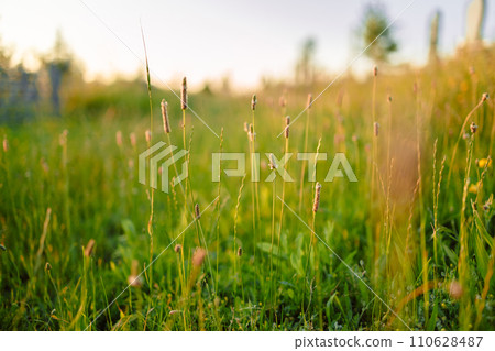 Meadow of wheat on sundown. Wonderful foggy green field at sunrise, Europe 110628487