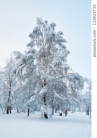 Birch tree covered with frost and snow in a winter park 110628710