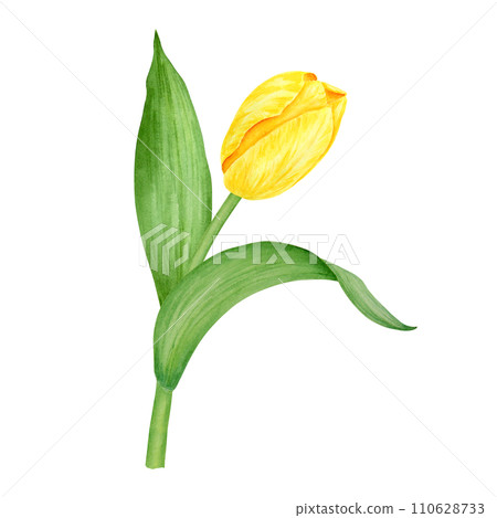 Yellow tulip. Watercolor hand drawn illustration of spring symbol, golden flower. Clip art for Easter, Mothers Day, Womens Day, March 8 cards, wedding, farmer and floristic prints, travelbook, packing 110628733