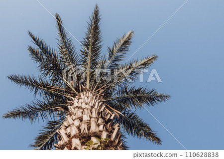 Long palm trees, bottom view.Mediterranean Sea. long trunks of palm trees 110628838