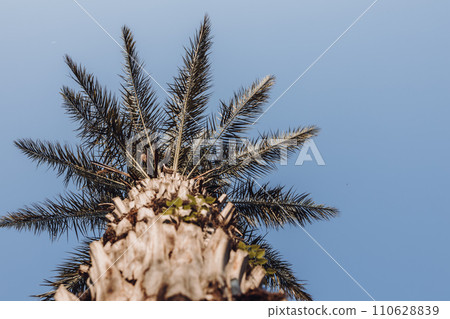 Long palm trees, bottom view.Mediterranean Sea. long trunks of palm trees 110628839