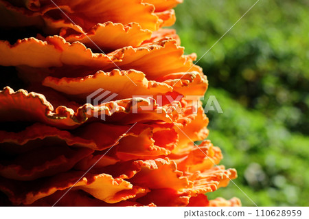 Large parasitic mushroom. Crab-of-the-woods, sulphur polypore, sulphur shelf or chicken-of-the-woods Large parasitic mushroom. Crab-of-the-woods, sulphur polypore, sulphur shelf or chicken-of-the-woods 110628959