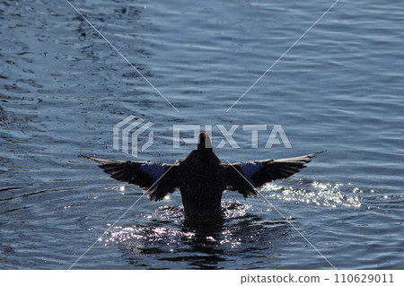 Landscape of water surface with ducks spreading their wings in a straight line 110629011