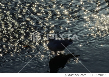 光反射和黑頭鷗 110629056