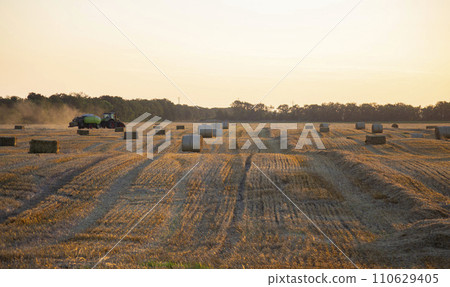 Combine harvester pressing straw from field into bales driving field on sunny summer evening. Field with bales of pressed wheat. Lots of dust on field. Agricultural agro-industrial harvesting works 110629405