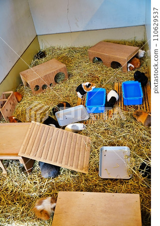 Hokkaido Asahiyama Zoo Children's Farm Guinea Pig Corner Hokkaido Asahiyama Zoo Children's Farm Guinea Pig Corner 110629537