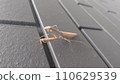 look here! Koka mantis 110629539