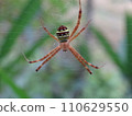 force! Beautiful! Small-bellied spider 110629550
