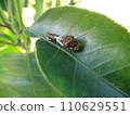 Swallowtail butterfly larva, growing quickly 110629551