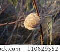 A winter photo: giant praying mantis eggs 110629552