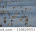 duck's paradise 110629553