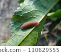 The larva of the soybean larva is munching on the squid 110629555