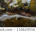 Symbiotic relationship between the black-necked goby and the Japanese long-eared shrimp 110629556